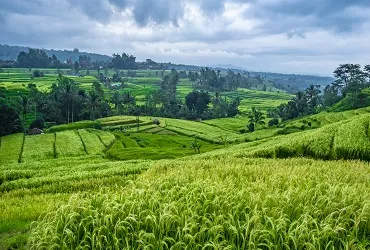 Bali Jatiluwih and Tanah Lot Tour | Bali Tour
